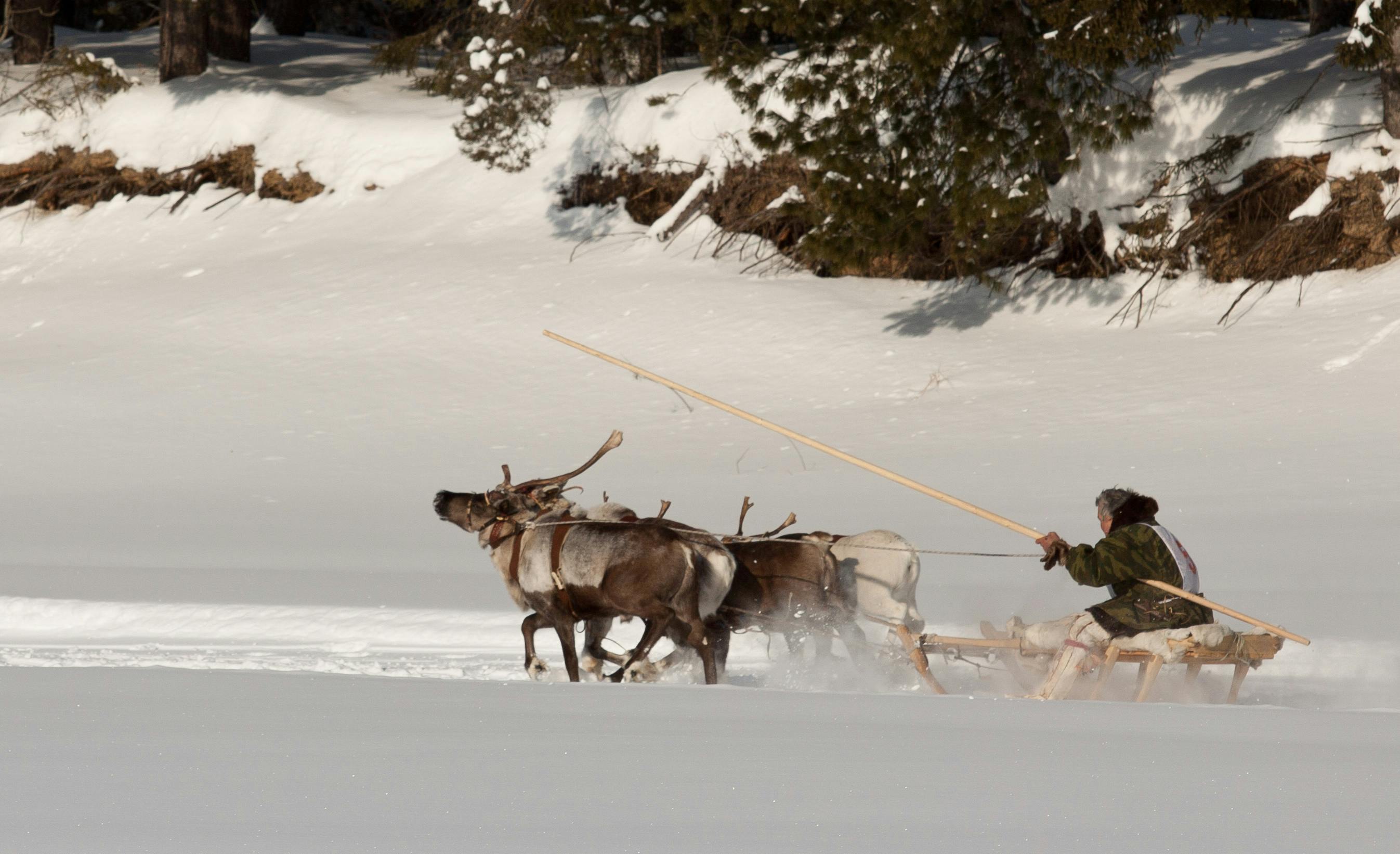 Reindeer Sled